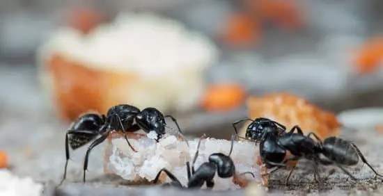 Ants