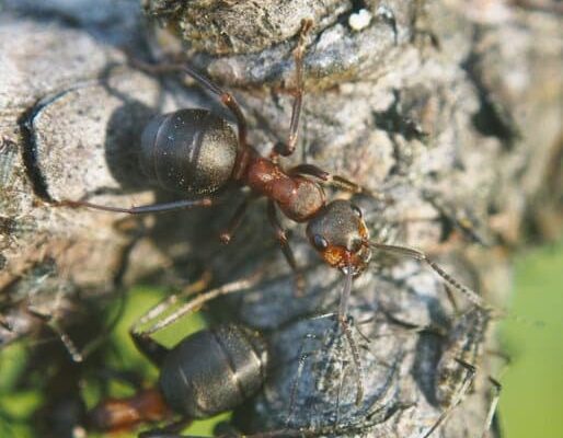 Bleach to Kill Ants