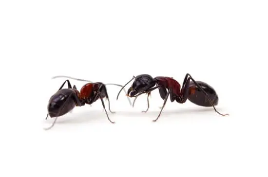 How Do Ants See in the Dark?