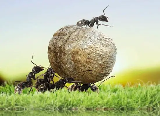 Do Ants Have Brains?