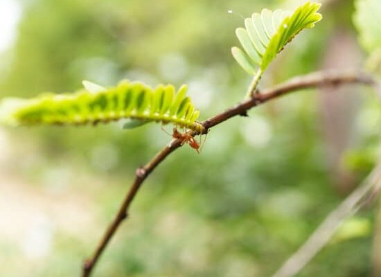 What Ants Are in Texas?