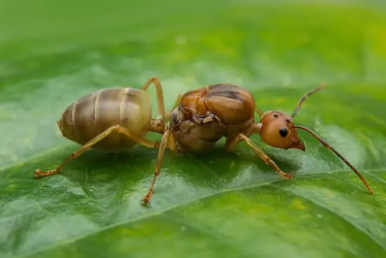 Ants