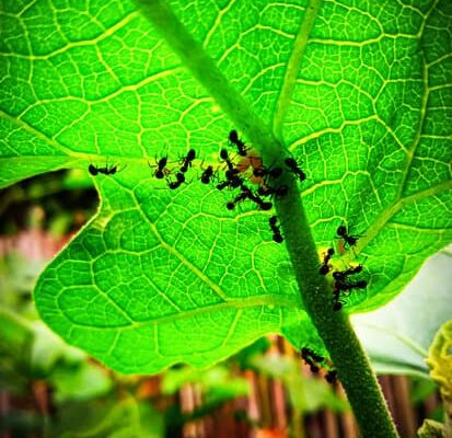 Can You Eat Fire Ants?