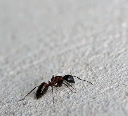 Do Ants Work in the Dark?