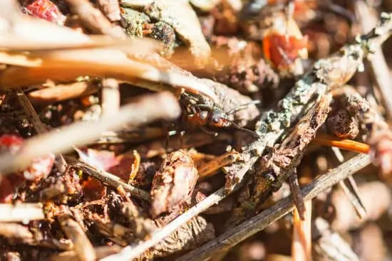 How Long Do Ants Live in an Ant Farm?