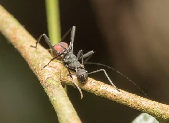 How Are Ants Useful to Humans and Pets?