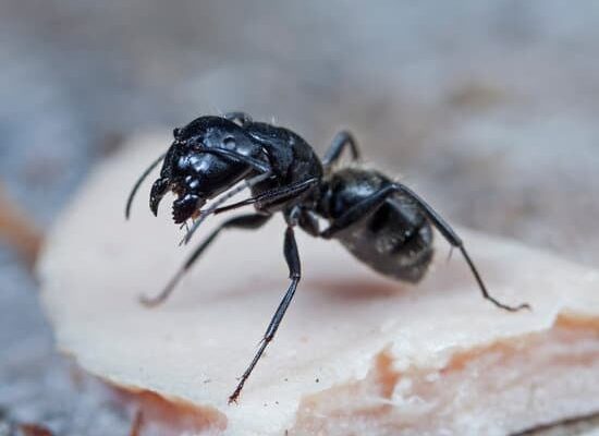 How to Keep Ants As Pets