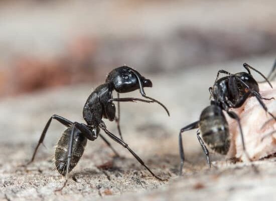 Can Ants Eat Wood?