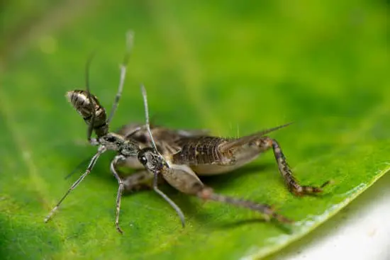 Ants