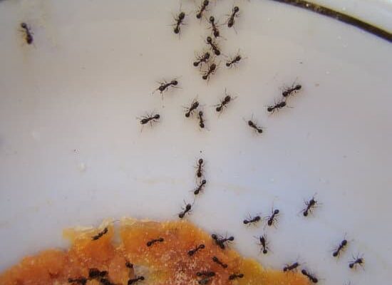 How Do Ants Work in Winter?