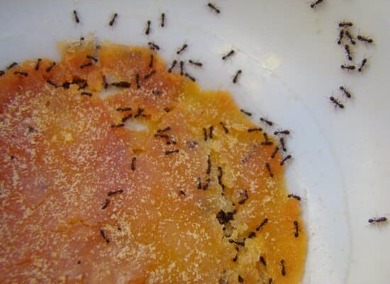 Why Does Lysol Kill Ants?