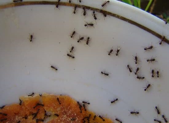 How to Get Rid of Ants in My Bathroom