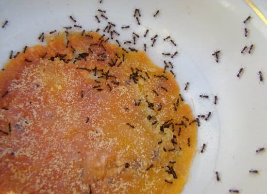 What Can You Use Naturally to Get Rid of Ants?