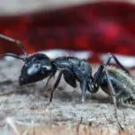 Ants