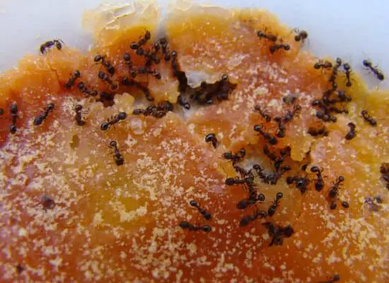 Do Ants Really Bite You?