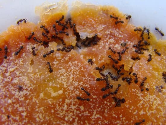 Can Ants Make Webs? - pestwhisperer.com
