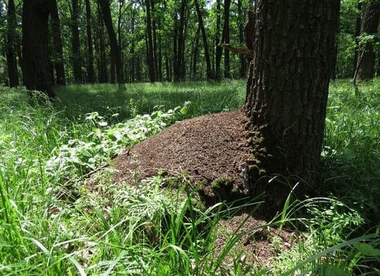 Termites Vs Flying Ants