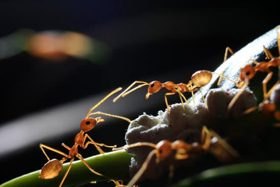 Why Do Ants Bite Itch?
