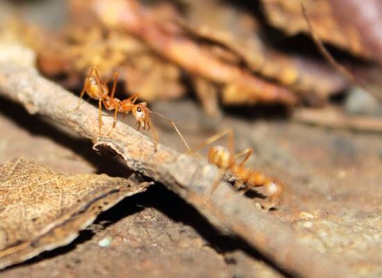 Why Do Ants Never Get Sick?