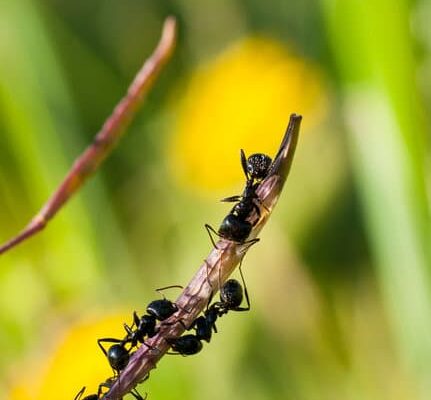 How Do Ants Breathe?