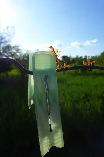 Ants