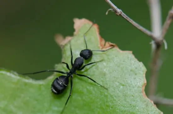 Ants