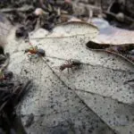 Ants