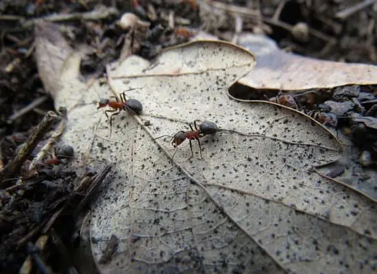 Can Ants Make You Sneeze?