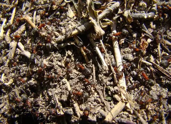 How Do Pavement Ants Cause Damage to Your Home?