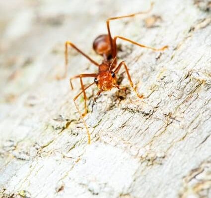 What Benefits Do Ants Provide to the Ecosystem?