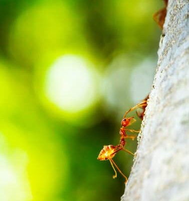 How to Get Ants Upstairs