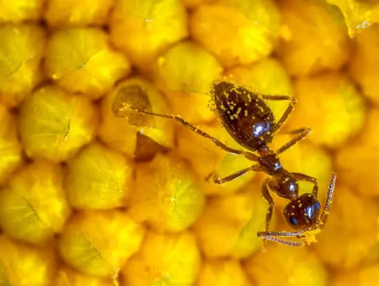 Ants