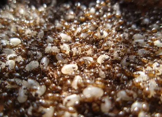 How Long Do Worker Ants Live?