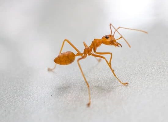 How Do Ants Kill Fleas?