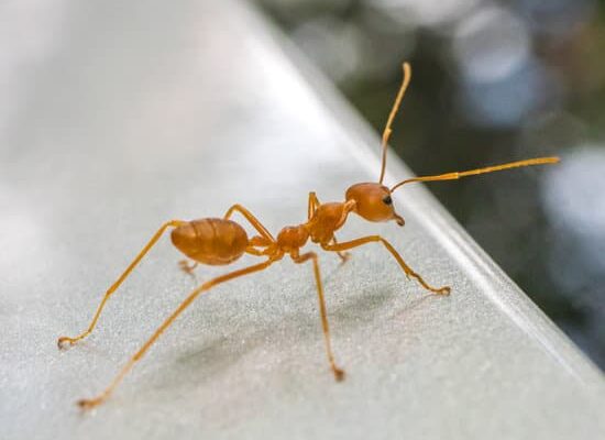 Are Big Ants Dangerous to Humans?