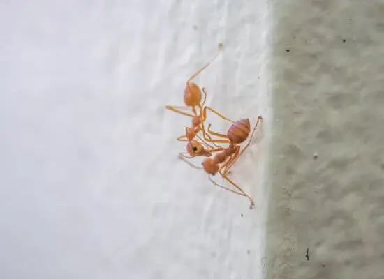 How Do Ants Bite?