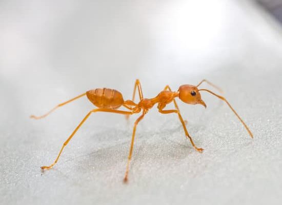 Where Do Carpenter Ants Live?