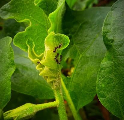 How Hot to Cook Ants