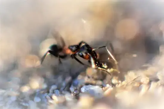 Ants