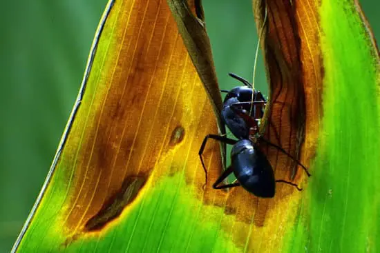 Ants