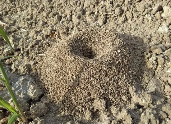 How to Use Salt on Ants