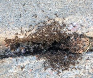 How Can Ants Walk on Ceilings? - pestwhisperer.com