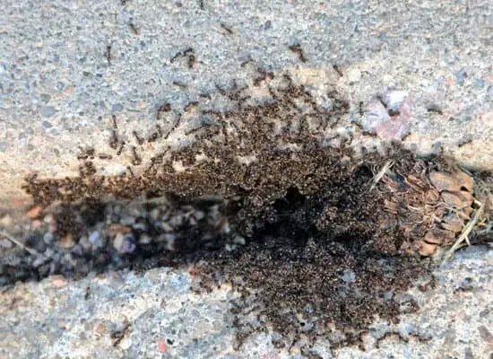 Can Ants Drink Coffee Grounds?