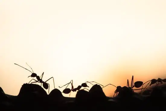 How Many Ants Are in the World?