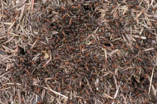 Ants