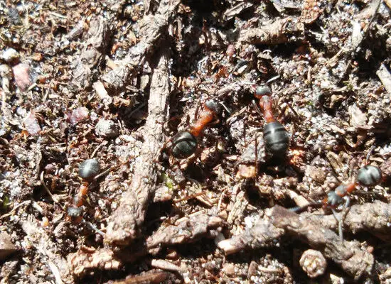 How to Keep Ants Out of Your Sandbox