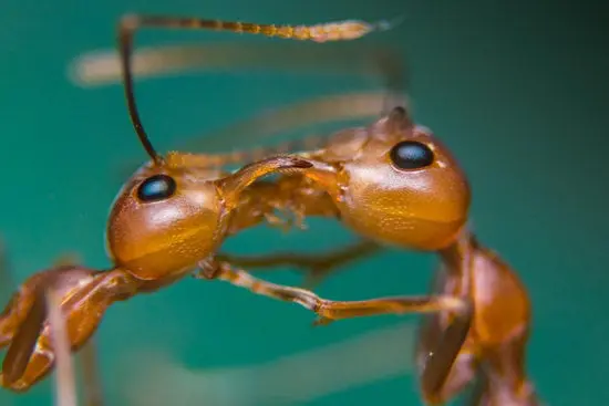 Ants