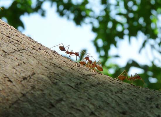 How Do Ants Smell?