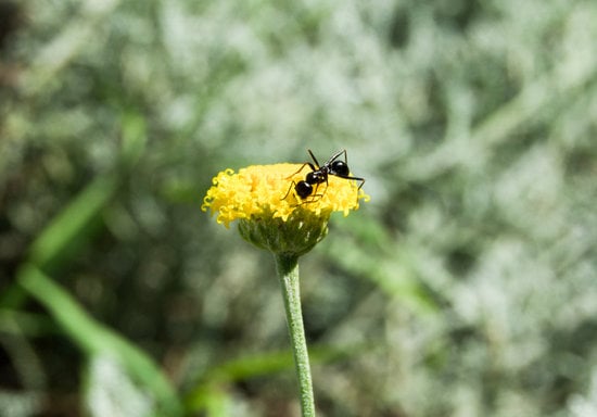 How Does an Ant Break a Leg?