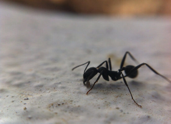 What Can You Use to Kill Ants in Your House?